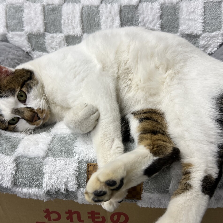 ちいのカバー写真