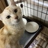 甘えん坊さん サムネイル2