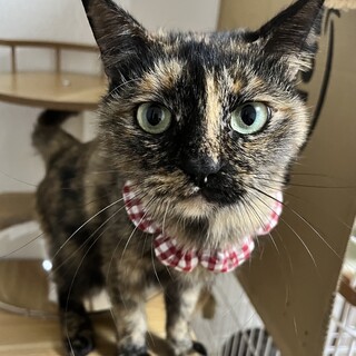 ほたて　ツンデレ甘えん坊　サビ　鼻ちゅーします