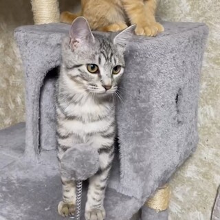 綺麗なサバトラ『フーちゃん』3姉妹❣️