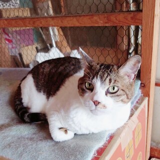 �����₩�ȃL�W�V���@����