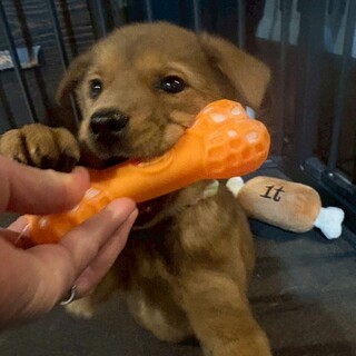 2ヶ月齢☆甘えんぼうの【ジンジャーちゃん】