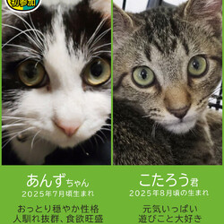 中猫成猫17匹参加★みよし市