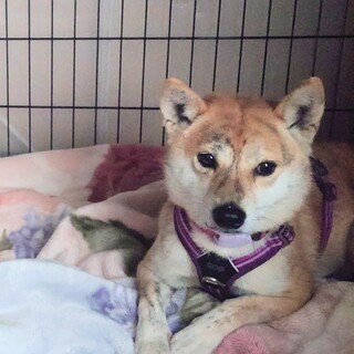 小ぶりで可愛い女の子セサミ