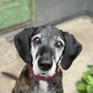 プロットハウンド大きい男の子【オクラ】君