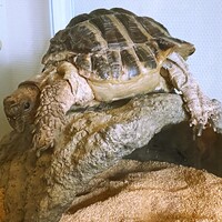 マリン