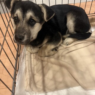 好奇心旺盛マイペースなルナちゃん