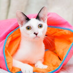 in岡崎市☆初ねこ☆猫達を暖かいオウチに迎えよう2026年1月17日（土）ちーむにゃいんず