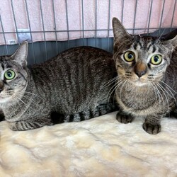 in春日井市☆初ねこ☆猫達を暖かいオウチに迎えよう2026年1月17日（土）ちーむにゃいんず