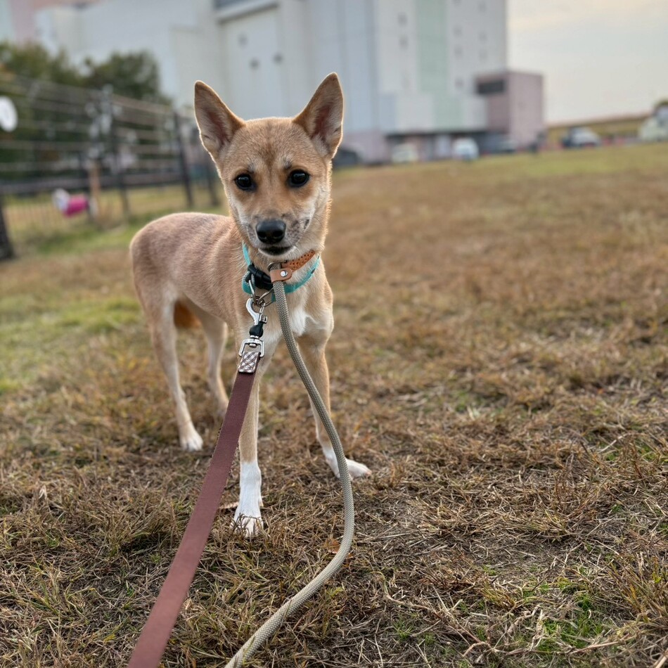 ラスカのカバー写真