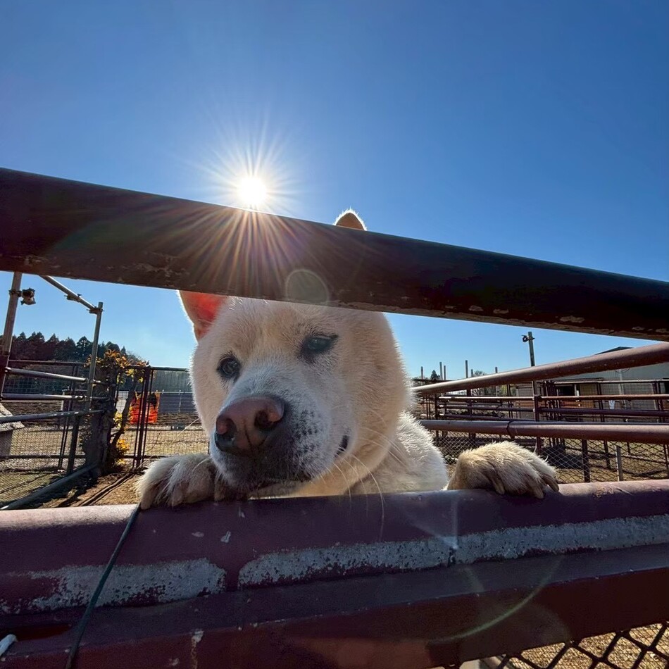 かつおのカバー写真