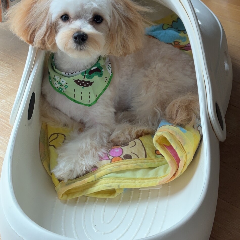 とまのカバー写真