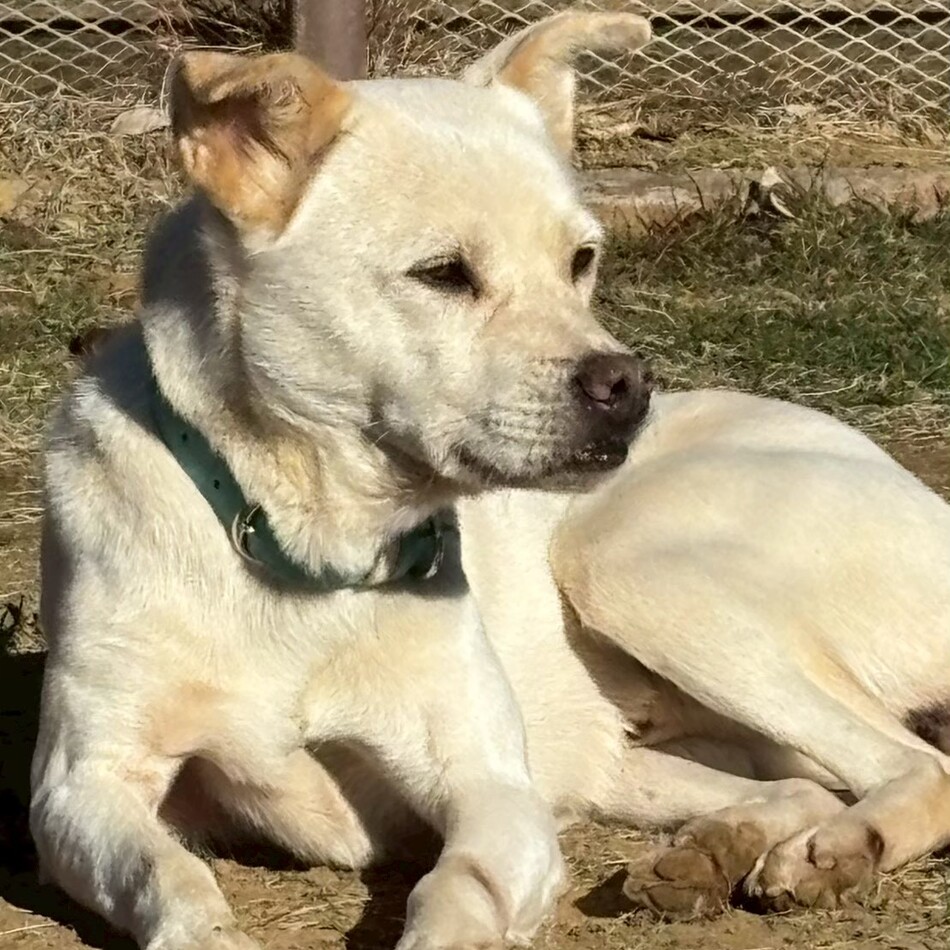 バニラのカバー写真