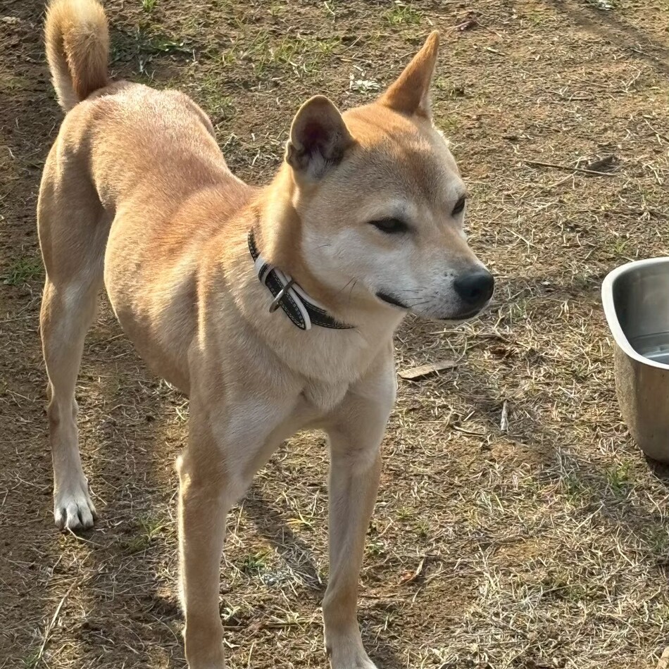 むてきのカバー写真
