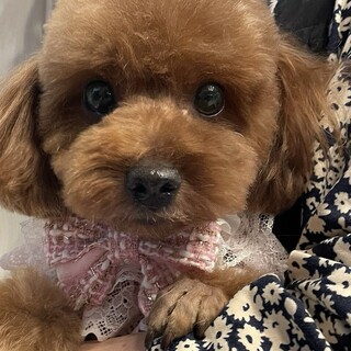 トイプードル　女の子　5歳