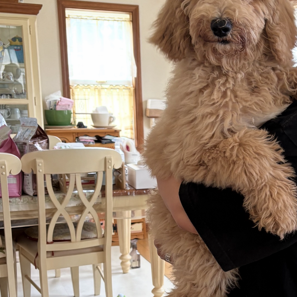 りんのカバー写真