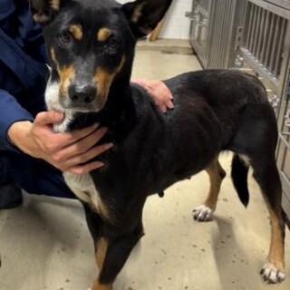 人馴れした迷子犬　収容期限1月22日迄