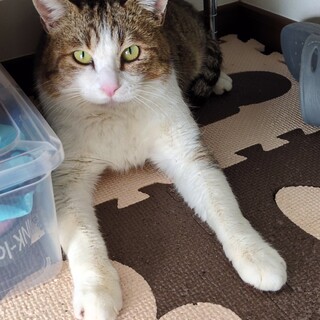 元野良猫の里親様募集