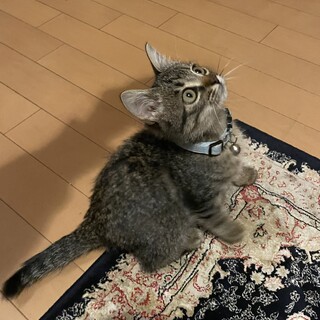 現在生後3ヶ月ほど　元気で甘えん坊な女の子です