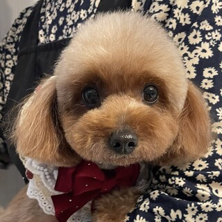 トイプードル　女の子　5歳