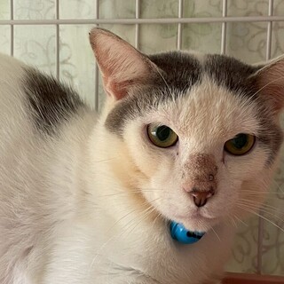 【かっぱまき】ツンデレな男の子☆