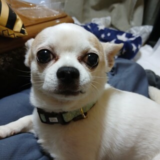 男の子大人しい性格です