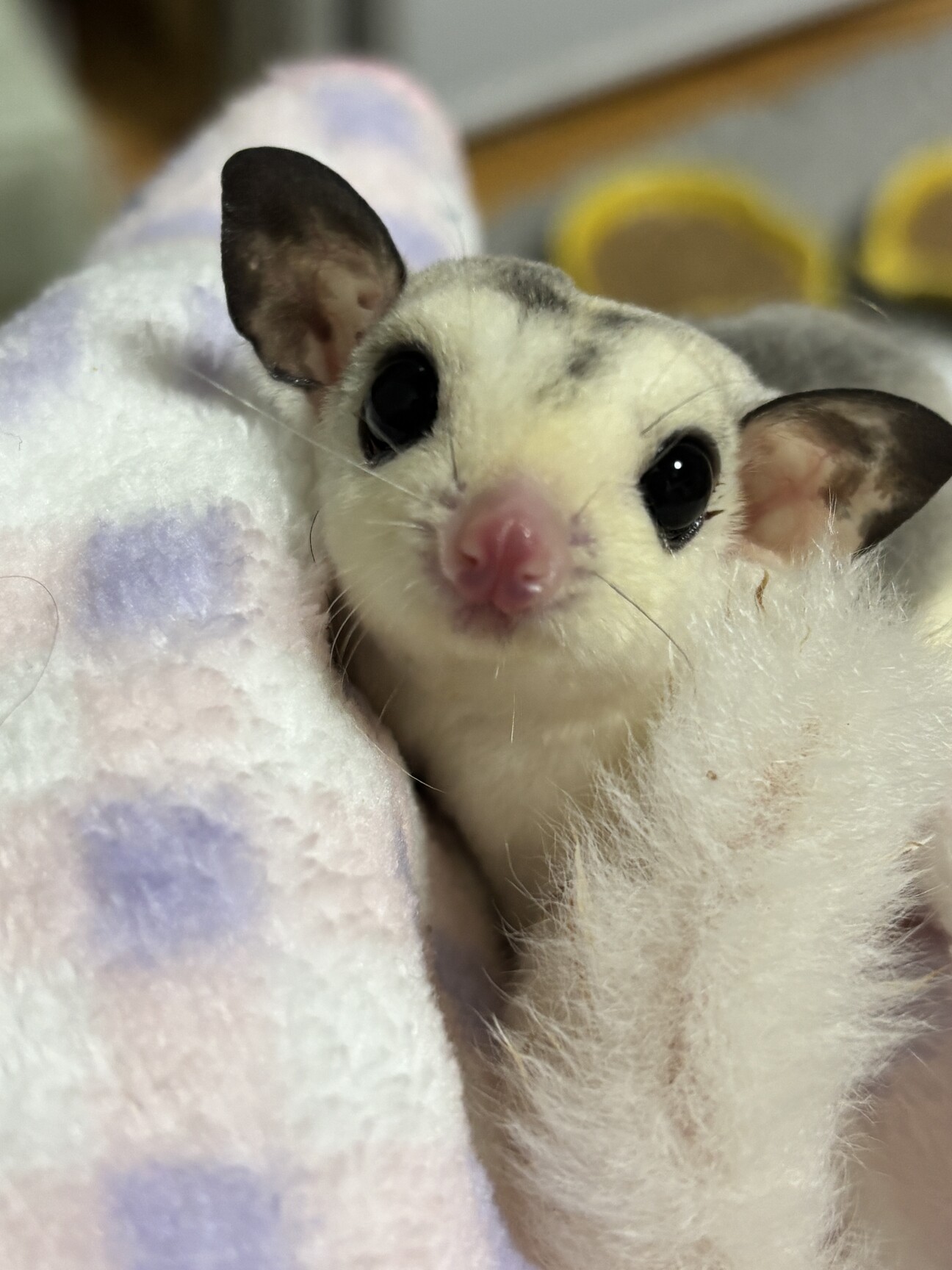 フクロモモンガ︎︎ ♀W」新潟県 - 小動物の里親募集(534410