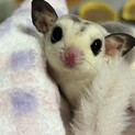 フクロモモンガ︎︎ ♀WFホワイトモザイク
