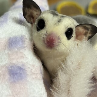 フクロモモンガ︎︎ ♀WFホワイトモザイク