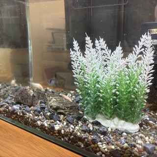 熱帯魚3匹まとめて譲渡希望