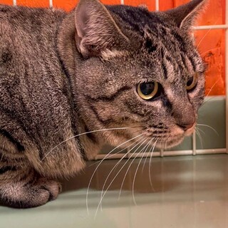 【ふう】おやつやごはんが大好きな子☆