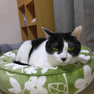 男の子９歳とても大人しい良い子です