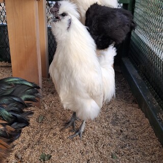 烏骨鶏とチャボのハーフ