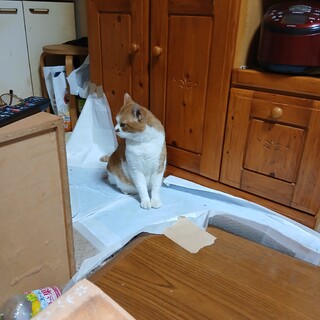 男の子4歳良く話す子です