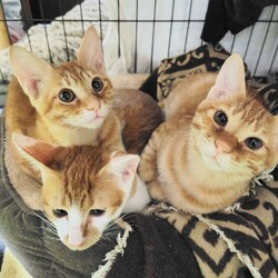 【大阪吹田】ネコの里親会リトル サムネイル2