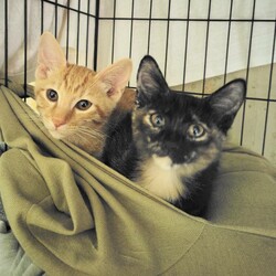 【大阪吹田】ネコの里親会リトル サムネイル3