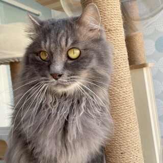 【とあ】とても人懐っこい長毛の男の子☆