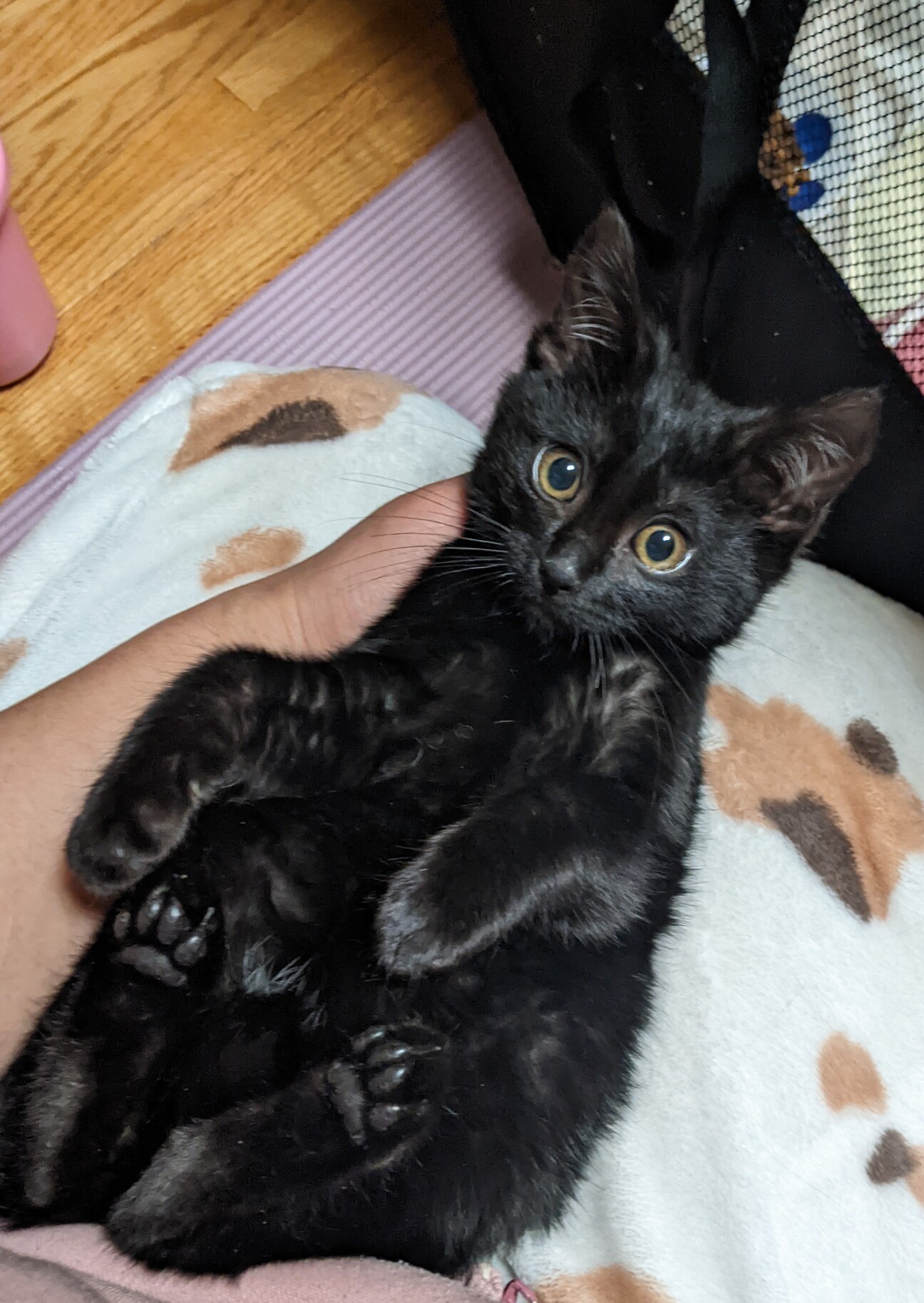 トライアル中♡フレンドリ」福岡県 - 猫の里親募集(534422