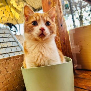 猫　子猫　里親募集中　マンチカン