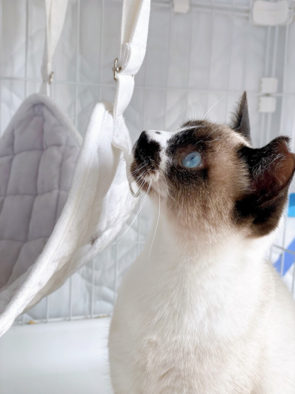 パンちゃん子 サムネイル3