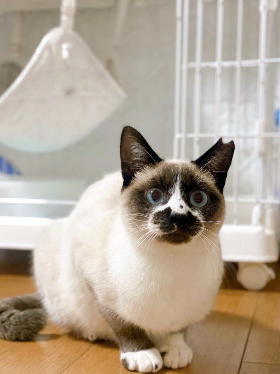 パンちゃん子 サムネイル4