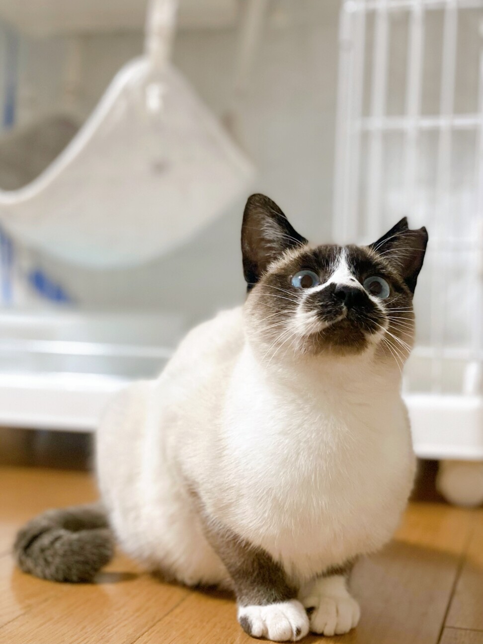 パンちゃん子 サムネイル5