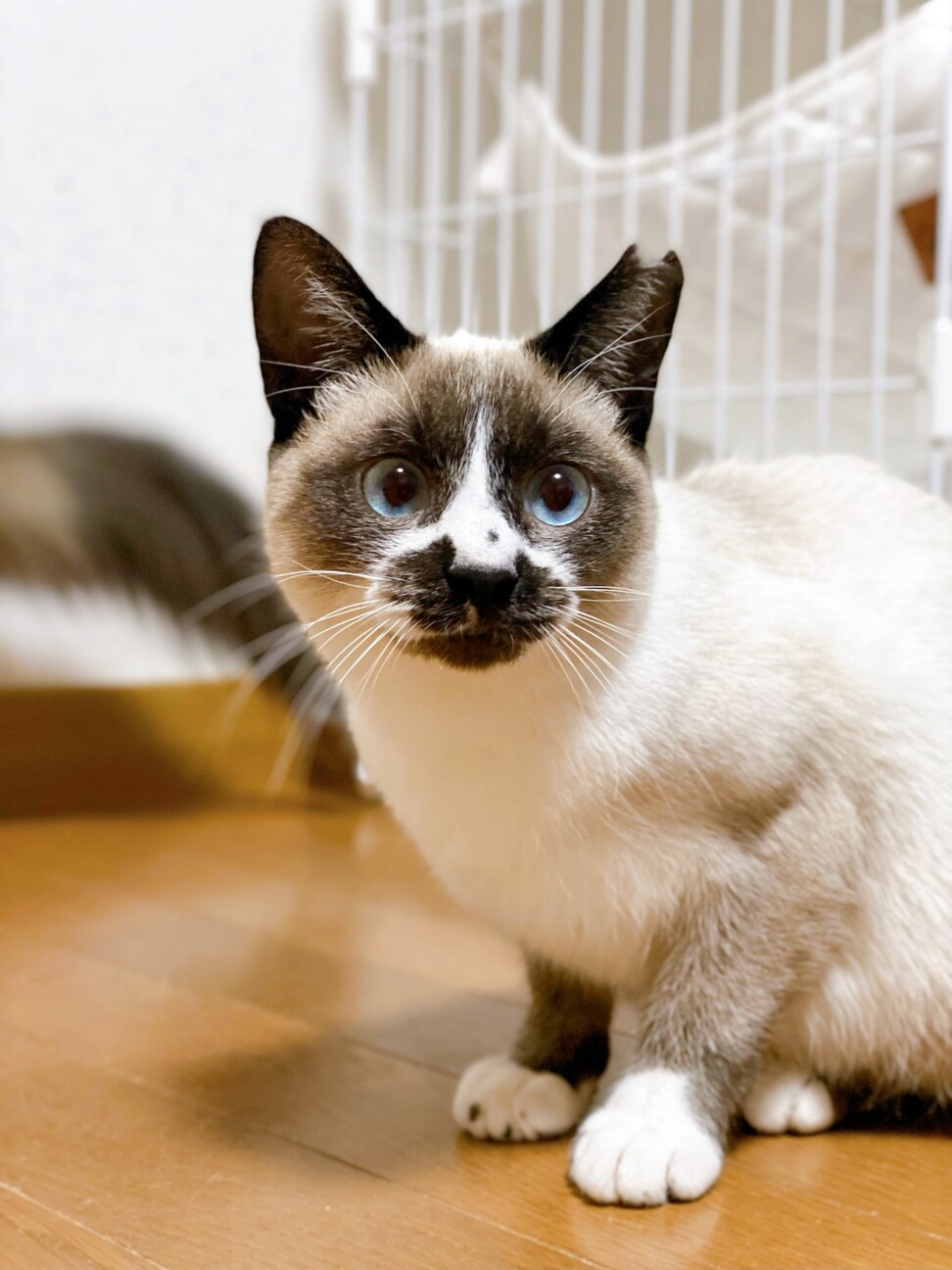 パンちゃん子 サムネイル6