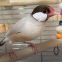 文鳥里親募集