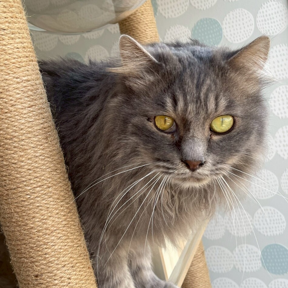 トアのカバー写真