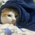 日本猫