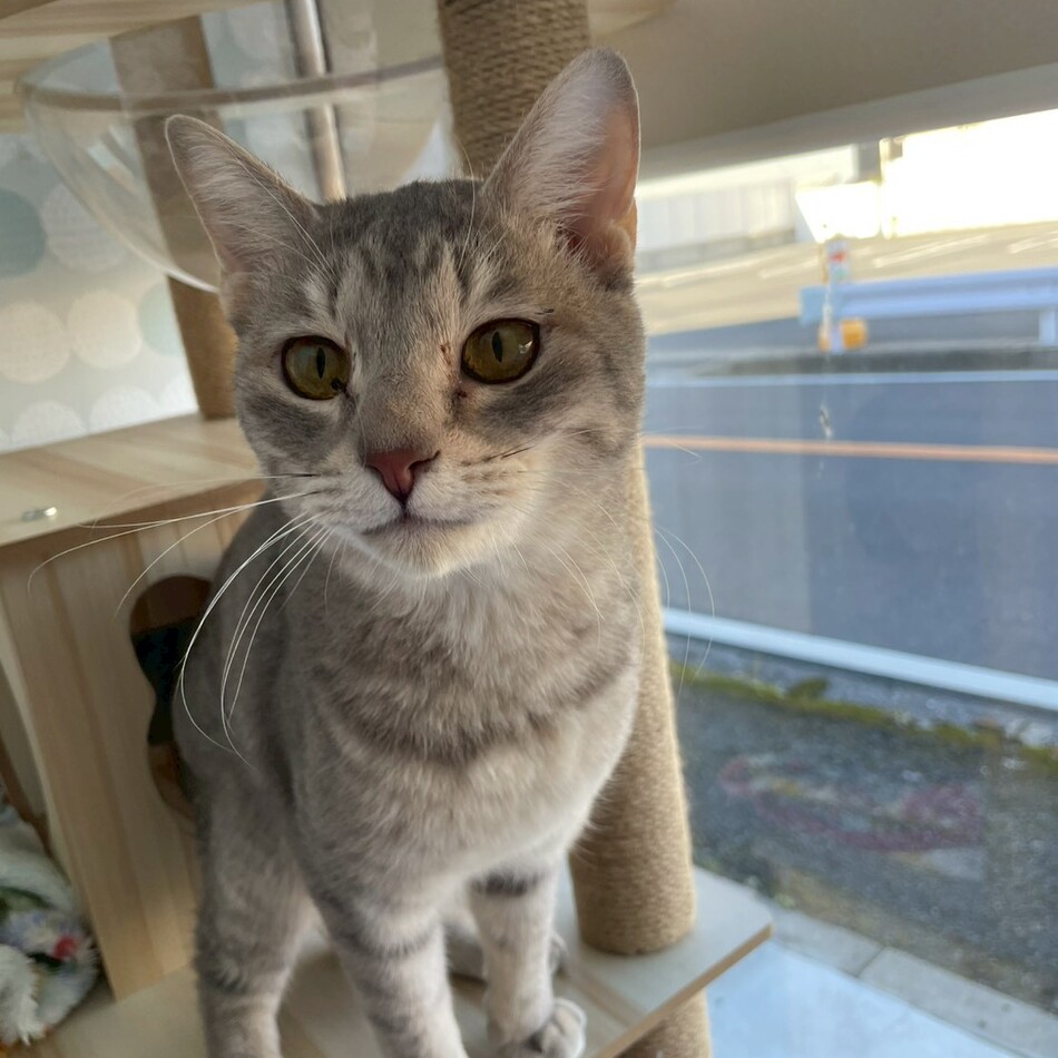 てんのカバー写真