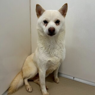 穏やかな性格の【コロ】ちゃん