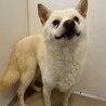 穏やかな性格の【コロ】ちゃん サムネイル2