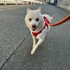 穏やかな性格の【コロ】ちゃん サムネイル3
